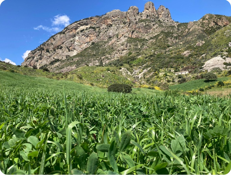 Le colline e i pascoli dell’azienda Santa Maria